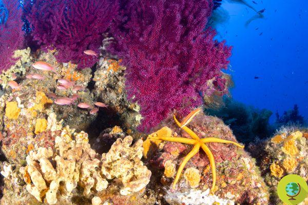 De los corales el secreto para defenderse del sol