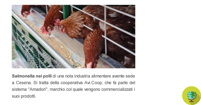 Salmonella dans la viande de poulet : 6 vétérinaires enquêtés et un fournisseur d'Amadori impliqué