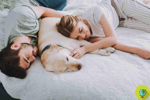 Compartilhar o quarto com seu cachorro melhora a qualidade do sono