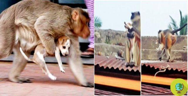 Macacos na Índia abatem cães vadios depois de matar um de seus filhotes