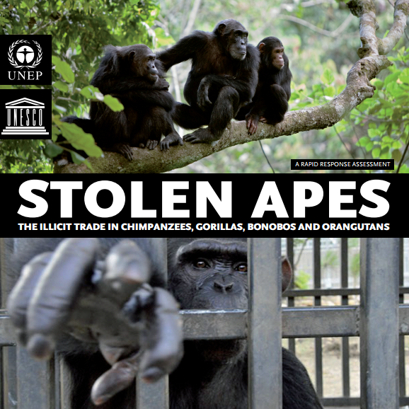 Liberdades negadas: 3000 grandes símios roubados de seus habitats para o comércio ilegal