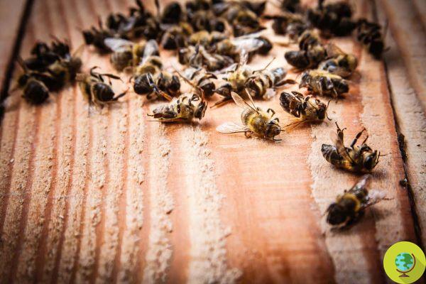 Too many pesticides: pollen is contaminated with fungicides and herbicides, the alarm of Trentino beekeepers