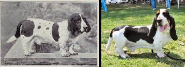 Cães: 100 anos de evolução das raças. Foi assim que eles tiveram que se transformar para agradar o homem