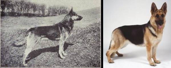 Cães: 100 anos de evolução das raças. Foi assim que eles tiveram que se transformar para agradar o homem