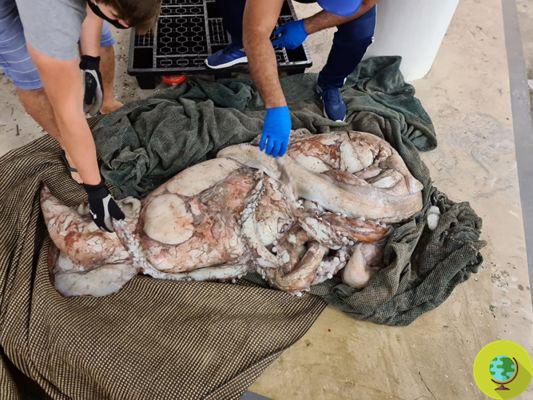 Uma lula gigante muito rara pesando 330 kg e 4 metros foi encontrada em uma praia na África do Sul