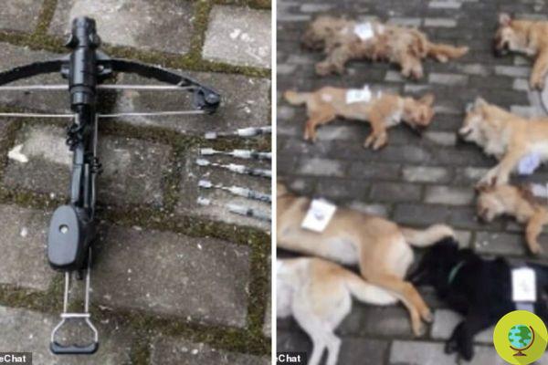 Un restaurateur tue huit chiens en deux heures avec des fléchettes empoisonnées pour faire des hot-dogs