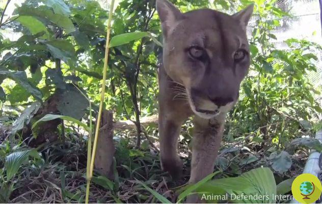 Mufasa: after 20 years of imprisonment in a circus, the puma finds freedom in the forest (VIDEO)