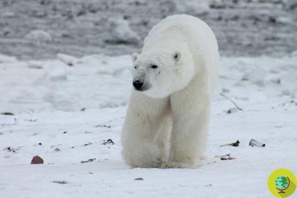 Les ours polaires pourraient disparaître plus tôt que prévu, ils meurent de faim
