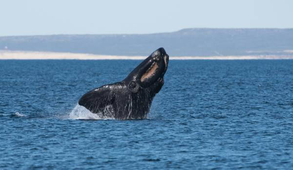 A lenta morte das baleias francas: ameaçadas de extinção pelo homem