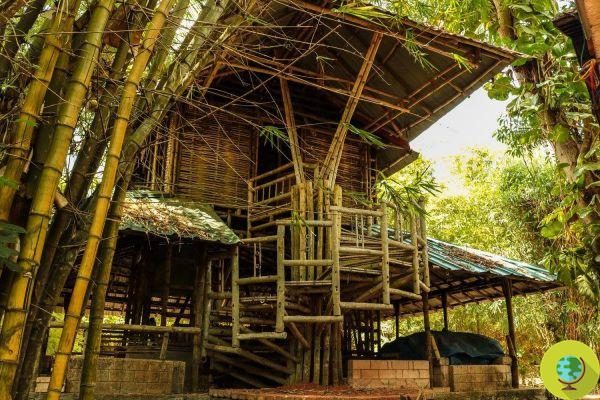 Bambu extraordinário, mil usos e aplicações do 