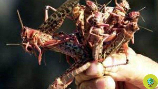 Padua: invasion of grasshoppers. Vineyards and corn at risk