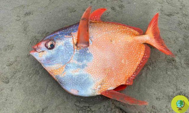 Encontrou um enorme (e raro) peixe tropical de 45 libras em uma praia de Oregon