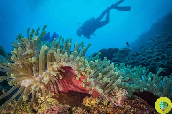 A huge coral sanctuary in the Indian Ocean has been discovered that is proof of climate change