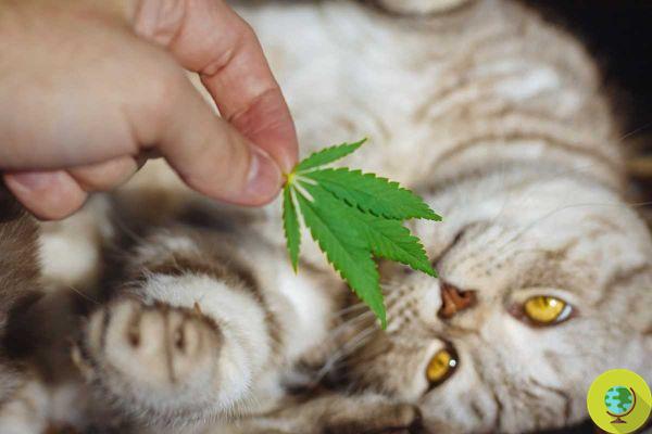 Cannabis poisoning on the rise in cats and dogs, how to protect our animals