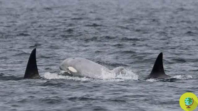 Born a baby killer whale off Washington State. It hadn't happened since the beginning of 2019