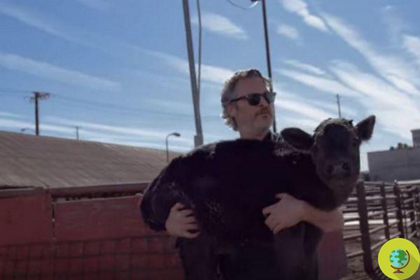 Joaquin Phoenix achète les droits du livre de Libérez les animaux, pour réaliser un film sur la libération animale