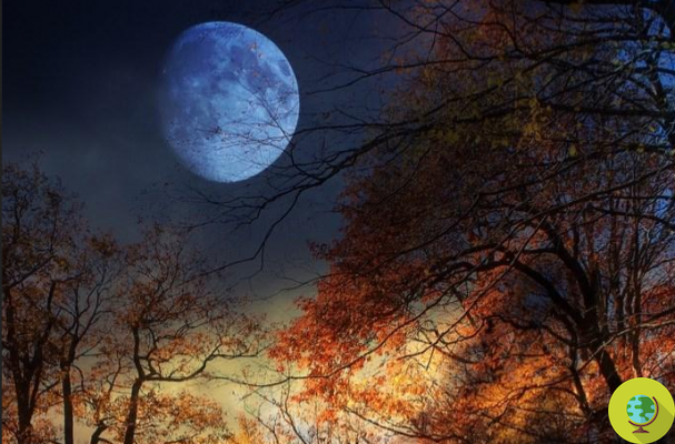 Luna llena del castor: cómo admirarla y el significado espiritual de la luna llena que nos prepara para el invierno