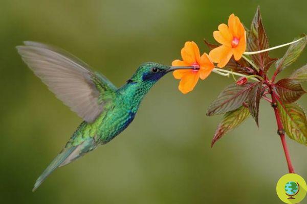 A parábola do beija-flor: o ensinamento que você jamais esquecerá