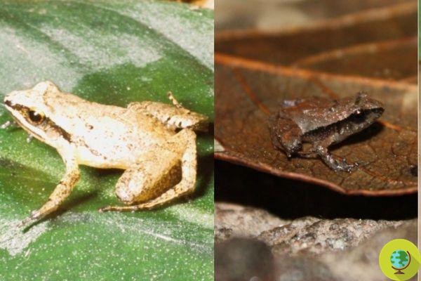 Six new species of frogs discovered in Mexico are among the smallest in the world