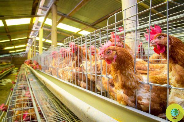 WHO and FAO seek experts for Salmonella and Campylobacter control in chicken meat