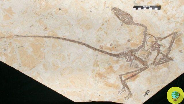 Un dinosaure à plumes découvert en Chine