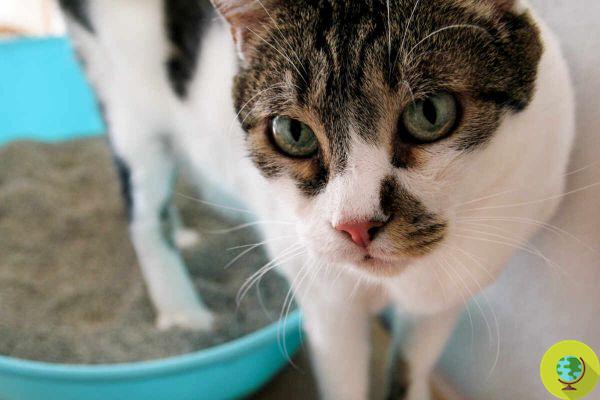 Infecciones urinarias en gatos: síntomas y signos a los que debes estar atento