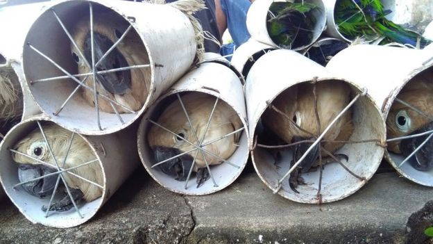 Inacreditável: pássaros indonésios exóticos contrabandeados ... nos tubos de escape (FOTO)