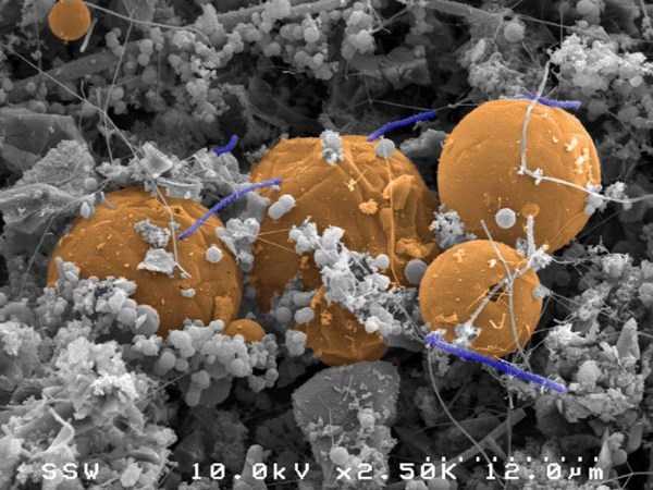 In the depths of the Earth an immense 'dark' matter made up of microorganisms