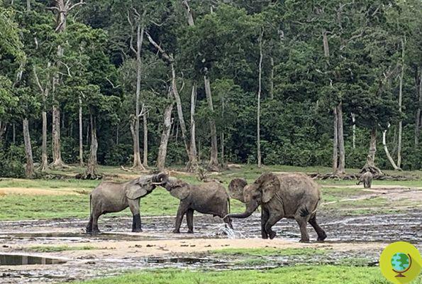 Horrible massacre d'éléphants à Dzanga Bai, le 