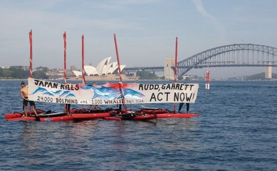 Trasparentsea, surfistas australianos protestam contra baleeiros japoneses