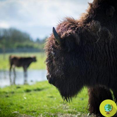Blind bison and calf become inseparable friends in a sanctuary that recovers abused animals