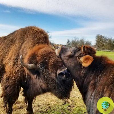 Blind bison and calf become inseparable friends in a sanctuary that recovers abused animals