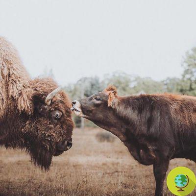 Un bison et un veau aveugles deviennent des amis inséparables dans un sanctuaire qui récupère les animaux maltraités