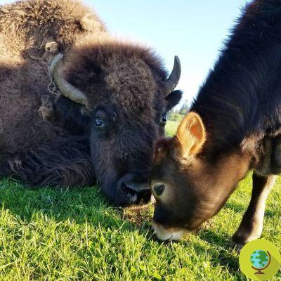 Un bison et un veau aveugles deviennent des amis inséparables dans un sanctuaire qui récupère les animaux maltraités