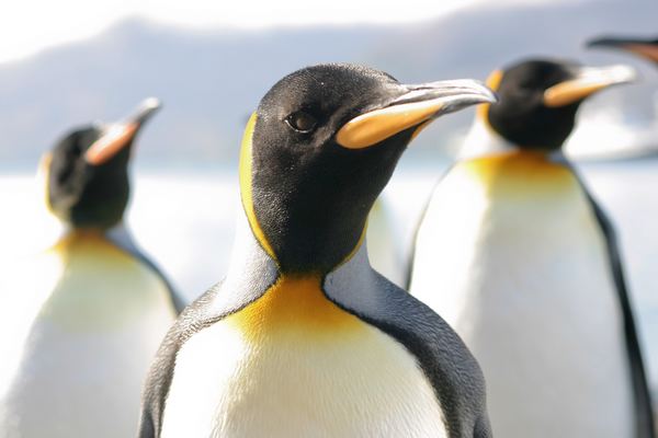AAA quería voluntarios para contar pingüinos y salvarlos (FOTO)