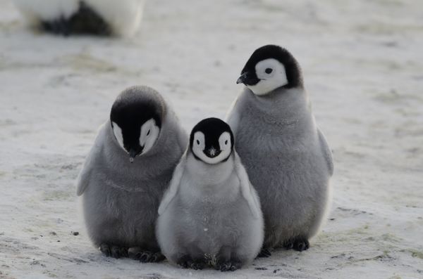 AAA queria voluntários para contar pinguins e salvá-los (FOTO)