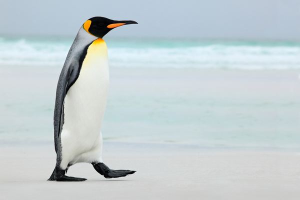 AAA queria voluntários para contar pinguins e salvá-los (FOTO)