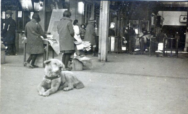 Hachiko: mira una foto rara y antigua del perro más fiel del mundo