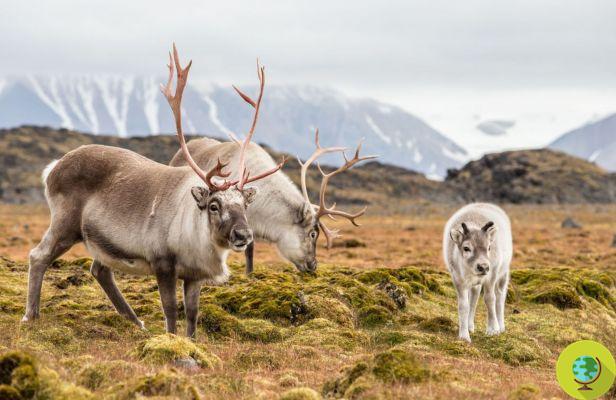 Climate change threatens reindeer: they are getting thinner and thinner