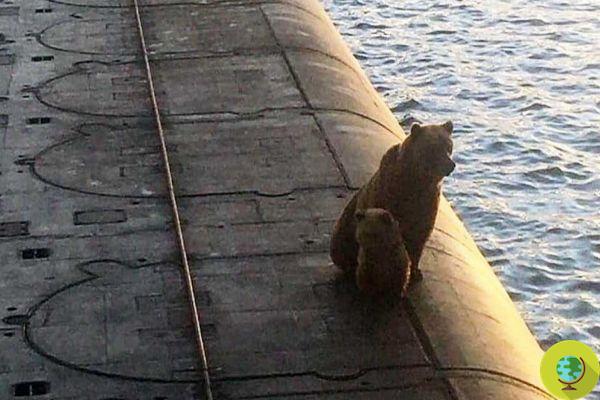 Mother Bear et son ourson ont été abattus après avoir embarqué dans un sous-marin nucléaire russe