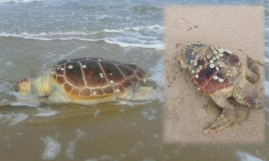 7 tortugas encontradas muertas entre Molise y Puglia debido al hombre