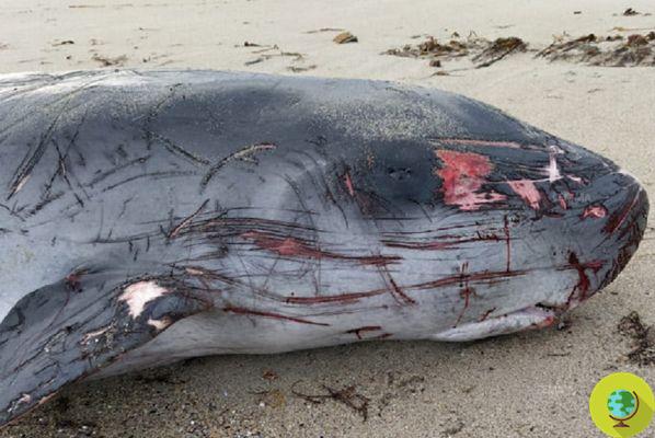 A plastic cup kills a sperm whale in Galicia