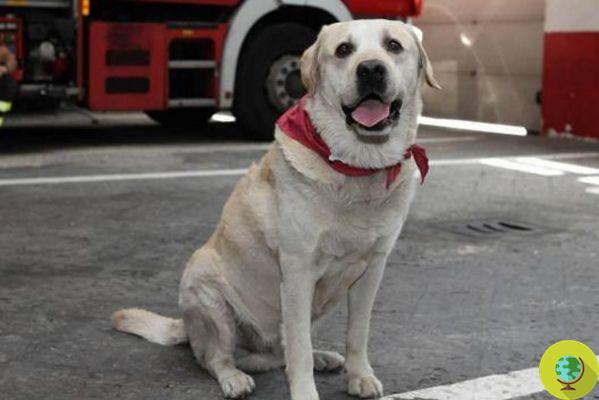 Adiós Ruben, la mascota de cuatro patas de los bomberos de Milán