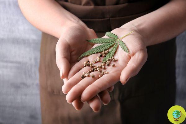 In Argentina it will be possible to self-grow marijuana for therapeutic use