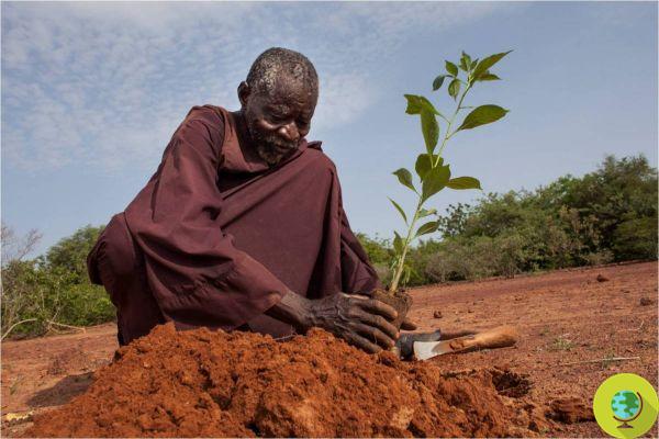 Yacouba Sawadogo, the African farmer who managed to revive the Burkina Faso desert
