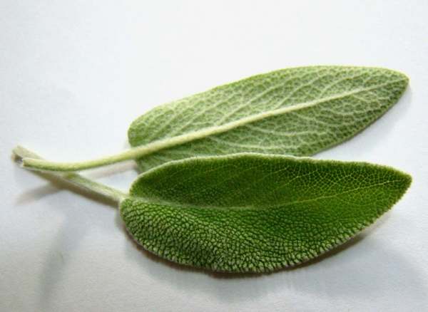 Salvia: propiedades beneficiosas y usos