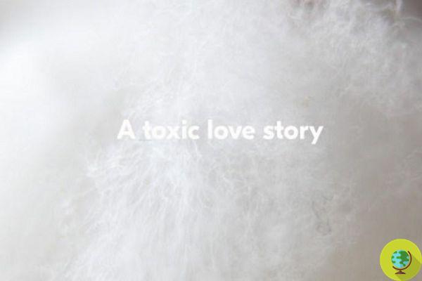 Cotton, l'histoire d'un amour toxique. C'est pourquoi il vaut la peine de choisir bio