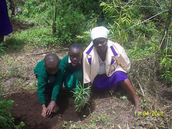 Quênia planta 20 milhões de novas árvores contra o desmatamento (FOTO)