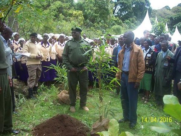 Le Kenya plante 20 millions de nouveaux arbres contre la déforestation (PHOTO)