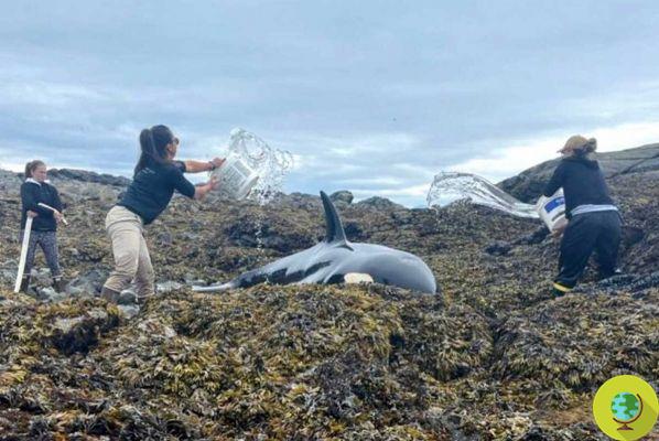 Así estos abnegados voluntarios lograron salvar por su cuenta a una orca de 6 metros varada en Alaska